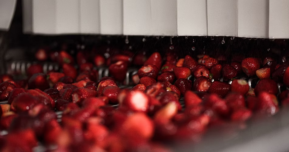 Fresh red strawberries being washed in a processing line, with water droplets falling from above.